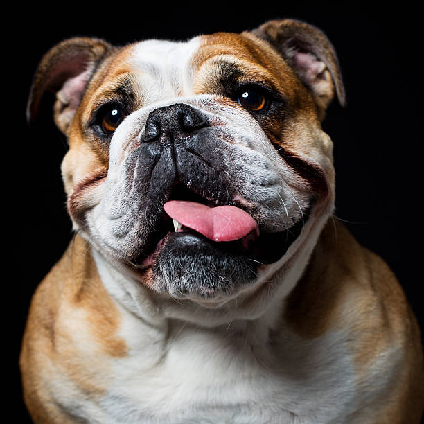 세로는 있는 잉글리시불독 - loyalty dog waist up studio shot 뉴스 사진 이미지