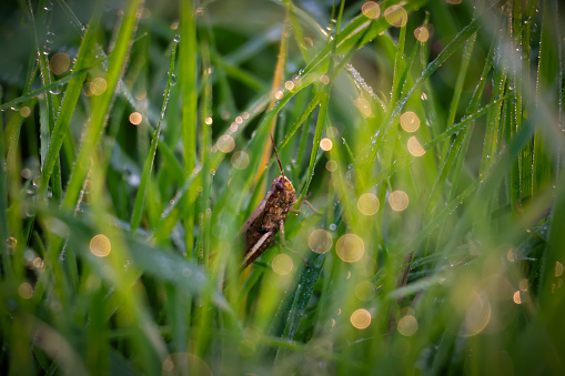 The Grasshopper is sitting in the morning dew.