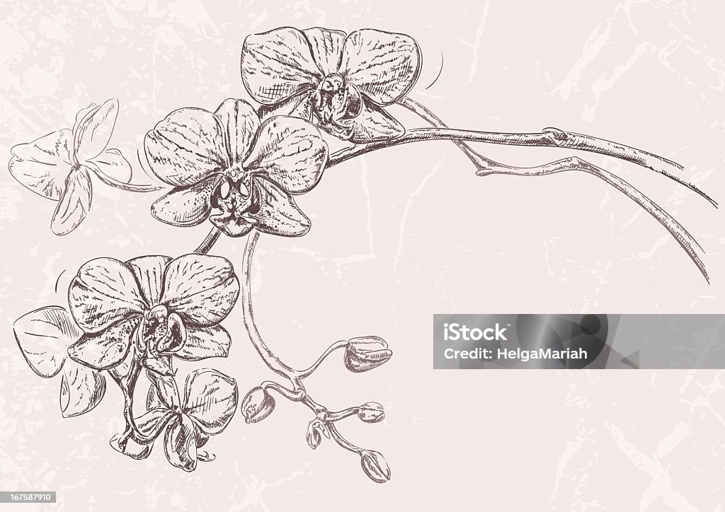 Orchids dibujo - arte vectorial de Orquídea libre de derechos