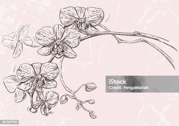 Ilustración de Orchids Dibujo y más Vectores Libres de Derechos de Orquídea - Orquídea, Dibujo, Croquis