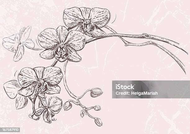 Orchidee Disegno - Immagini vettoriali stock e altre immagini di Orchidea - Orchidea, Disegno, Schizzo