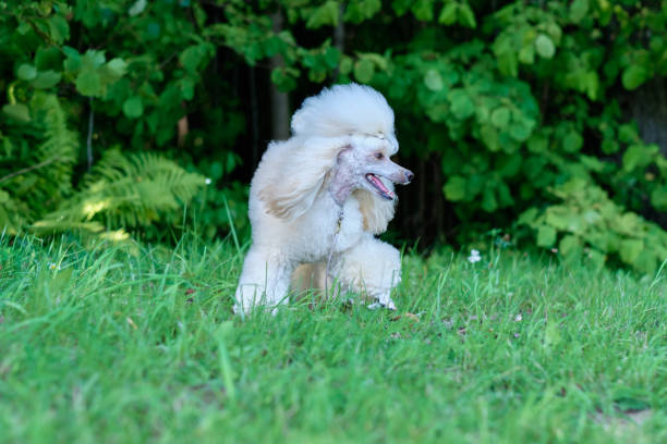 istock Charming light apricot miniature poodle runs in the grass 1675881841
