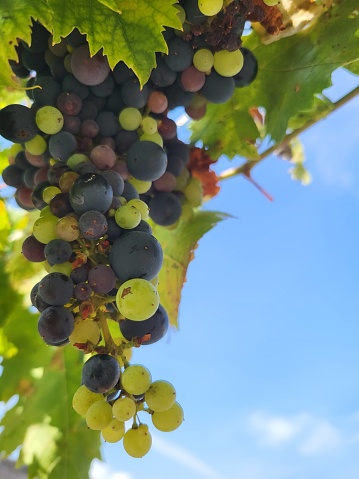 Ripen grapes on the background of Green leaves and blue sky