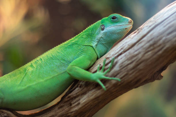 istock green iguana on lereve, wildlife 1675888233