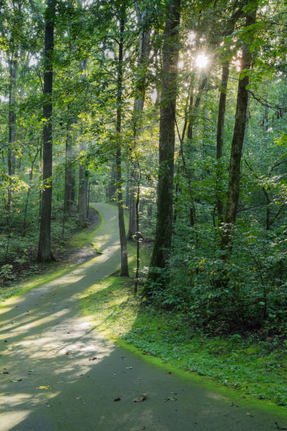 istock Morning sunlight on a moss lined woodland walking path. 1675892124
