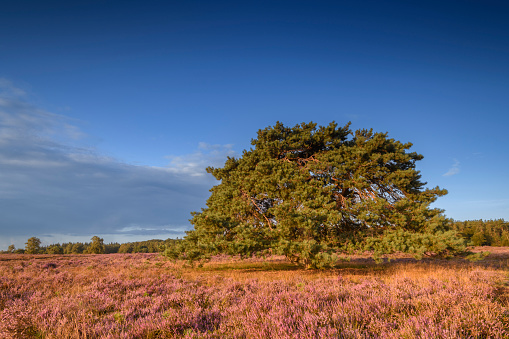 Blossoming Heather plants (Calluna vulgaris) in the Veluwe nature reserve heathland landscape during sunrise in summer in Gelderland, Netherlands. A pine tree is standing tall on the moors at the Renderklippen.