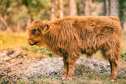 Scottish Highland cattle calf in the Veluwe nature reserve in Gelderland during a beautiful summer day.