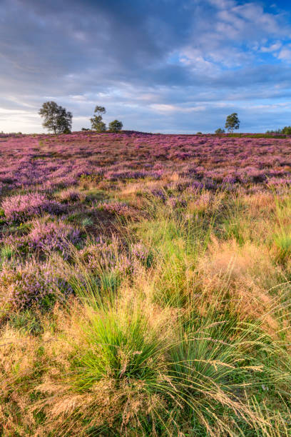 istock Blooming Heather plants in Heathland landscape during sunrise in summer 1675896384