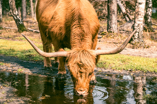 Scottish Highland cattle in the Veluwe nature reserve in Gelderland during a beautiful summer day.