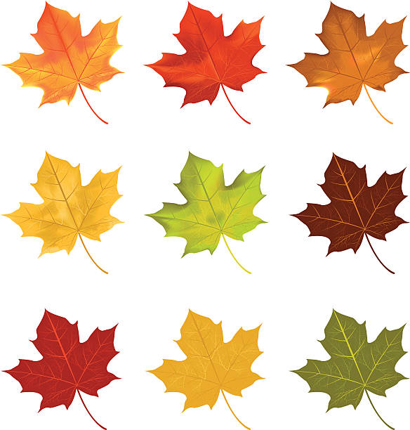 잎 - maple leaf illustrations stock illustrations