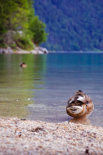 A landscape image with a sleeping duck in the foreground. The duck stands on the shore in the lake