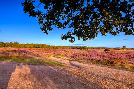 Blossoming common heather plants (Calluna vulgaris) in the Veluwe nature reserve heathland landscape during sunrise in summer