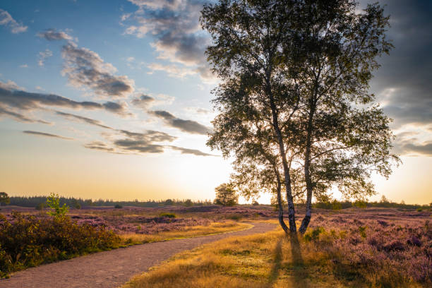 istock Path through blooming heather plants in Heathland landscape during sunrise in summer 1675900858