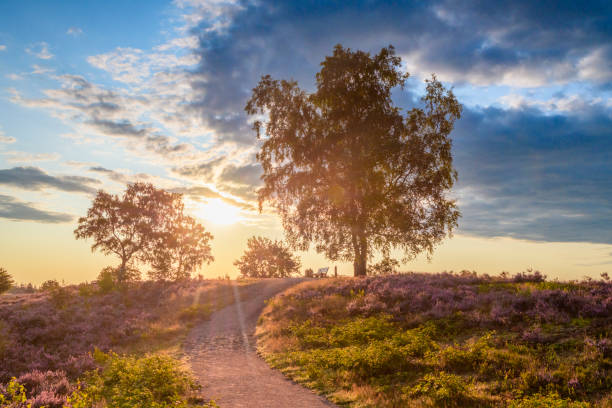 istock Path through blooming heather plants in Heathland landscape during sunrise in summer 1675901442