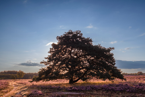 Blossoming Heather plants (Calluna vulgaris) in the Veluwe nature reserve heathland landscape during sunrise in summer in Gelderland, Netherlands. A pine tree is standing tall on the moors at the Renderklippen.