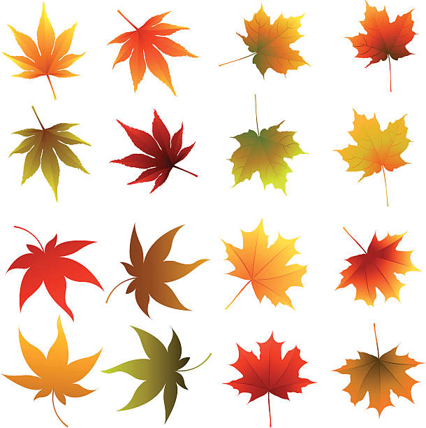 マルチカラーの秋の葉 - カエデ点のイラスト素材／クリップアート素材／マンガ素材／アイコン素材