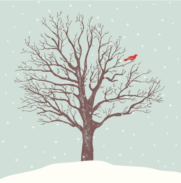 Red Bird Perch A tranquil snowfall scene of a single red bird perched on a hand-drawn tree. Copy space for your message. All elements on separate layers. bare tree snow tree winter stock illustrations