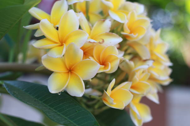 istock Tropical yellow frangipani flowers 1675903125