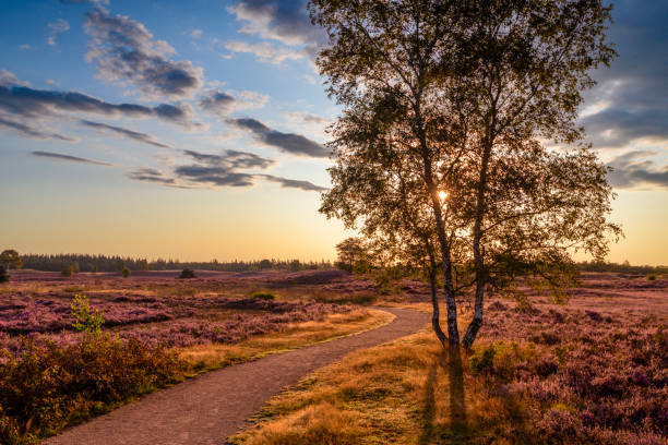 istock Path through blooming heather plants in Heathland landscape during sunrise in summer 1675903149