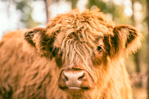 istock Scottish Highland cattle calf in a nature reserve 1675903667