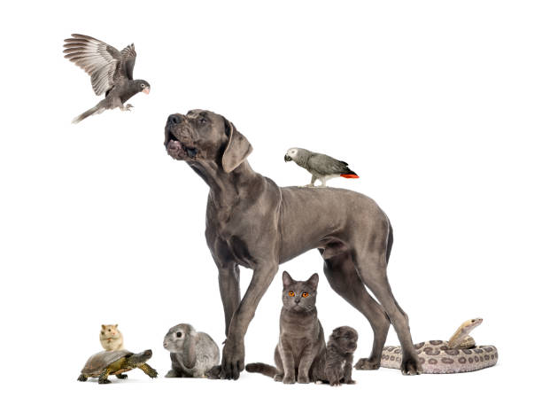 istock Group of pets - Dog, cat, bird, reptile, rabbit 167590511