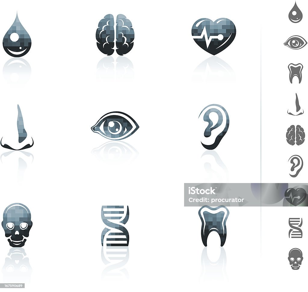 Anatomy icons Set of vector anatomical icons. Heart Shape stock vector