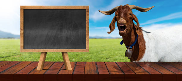 istock Empty Wooden Table and Blackboard With a Horned Goat 1675910110