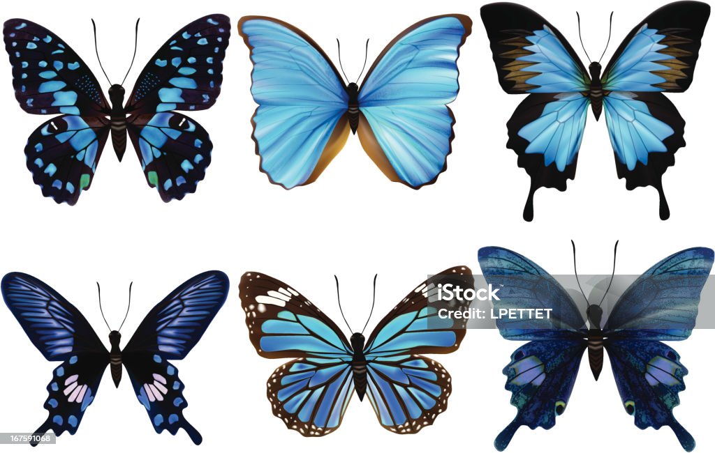 Blue Butterfly's-Vector Illustration Butterfly - Insect stock vector