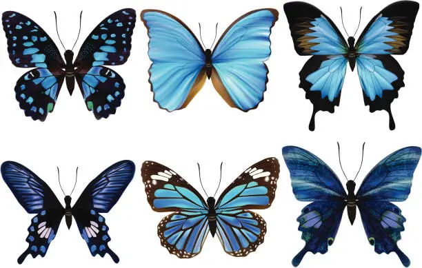 Vector illustration of Blue Butterfly's-Vector Illustration