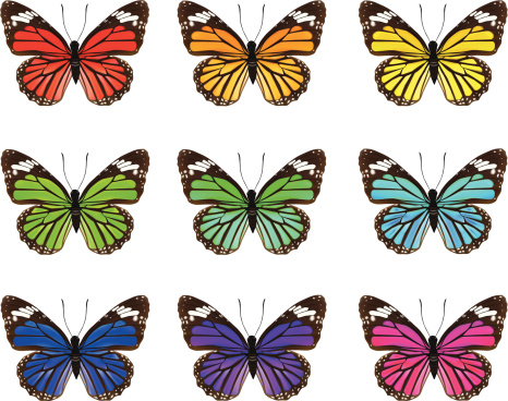 Butterfly's-Vector Illustration