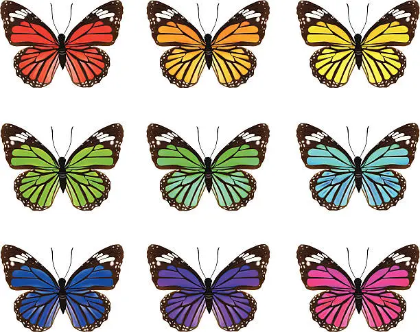 Vector illustration of Butterfly's-Vector Illustration