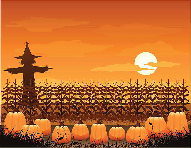 upiorny pole dyniowe - pumpkin patch stock illustrations