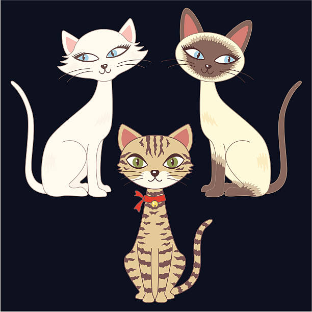 kuvapankkikuvitukset aiheesta kolme kissaa - siamese cat