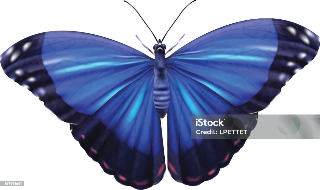 Blue Morpho-Vektor-Illustration - Lizenzfrei Blauer Morpho Vektorgrafik