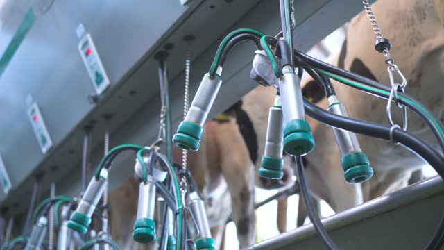cows at an automated milking station. Farm. close-up
