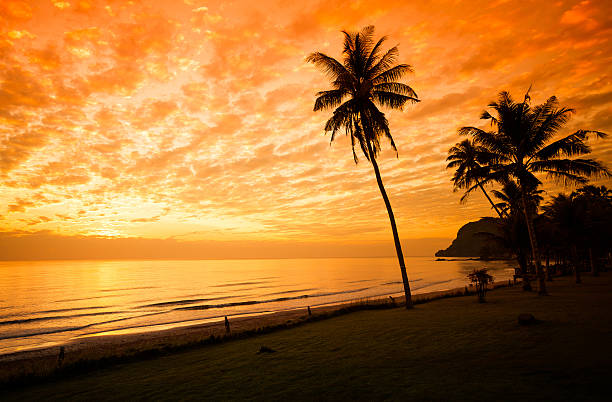 istock palm in yellow sunrise sky 167591724