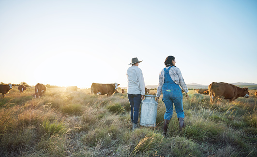 Walking, teamwork or farmers farming cows on field harvesting poultry livestock in small business. Dairy production, collaboration or women carrying tank for animal sustainability or cattle in nature