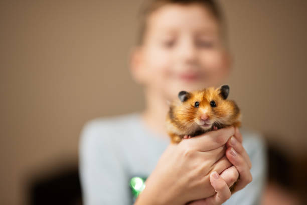 istock Boy holds funny hamster in his hands. Home pets. 1675918617