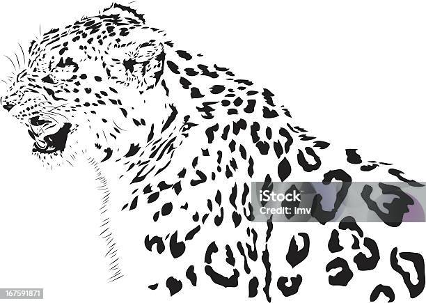 Snow Leopard Bw Illustration Stock Illustration - Download Image Now - Snow Leopard, Vector, Anger