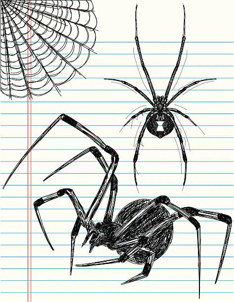 Vector illustration of Black Widow spider sketches