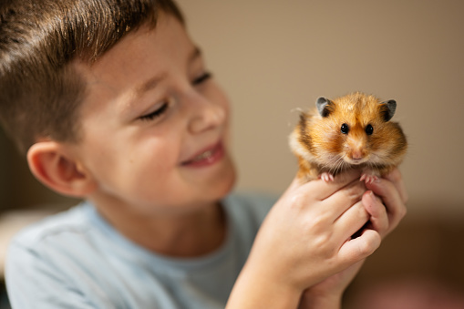 Boy holds funny hamster in his hands. Home pets.