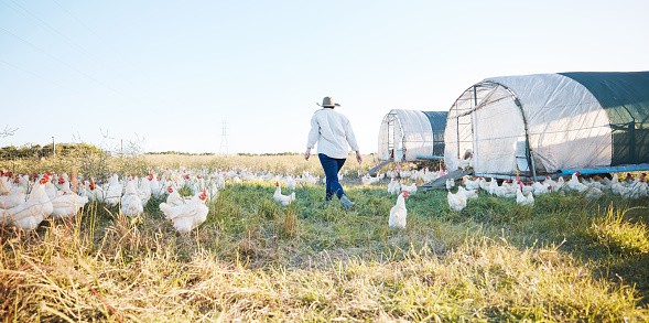 Walking, farm or farmer farming chicken on field harvesting poultry livestock in small business. Dairy production, back or person with animal, hen or rooster for sustainability or growth development