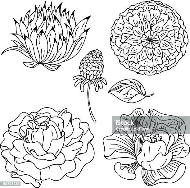 Collection De Fleurs En Noir Et Blanc Vecteurs libres de droits et plus d'images vectorielles de Camélia - Camélia, Fleur - Flore, Rose - Fleur