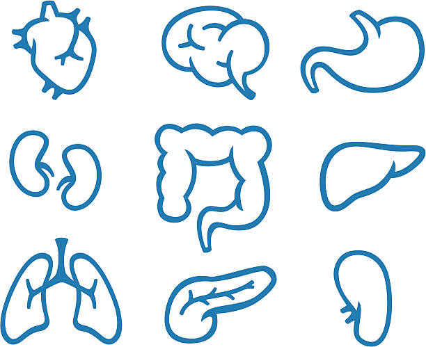 Simple Organ Symbols Simple human internal organ symbols. intestine illustrations stock illustrations