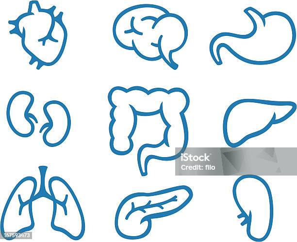 Simple Organ Symbols Stock Illustration - Download Image Now - Icon Symbol, Vector, Colon