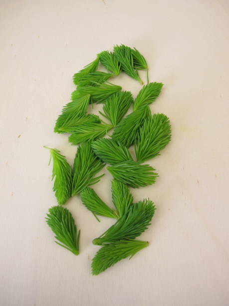 istock Young spruce tips: fresh shoots from spruce tree on a wooden board 1675936616