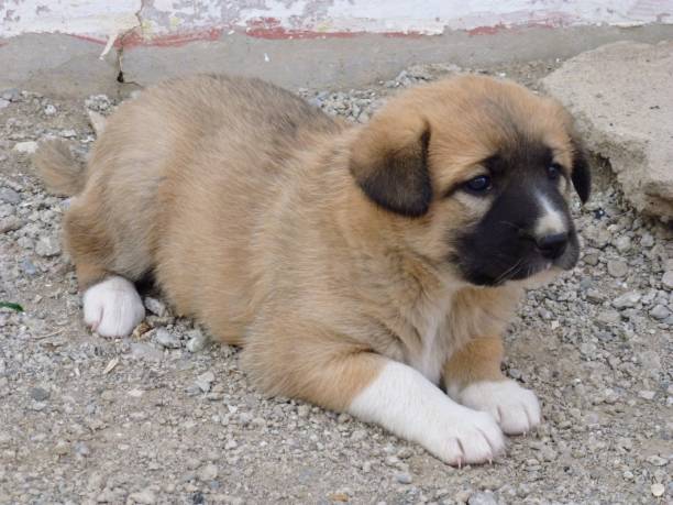 istock A sweet little dog 1675937183
