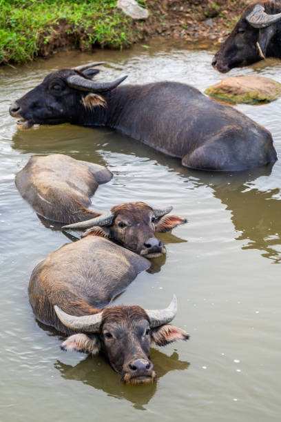 Water Buffalo, South East Asia