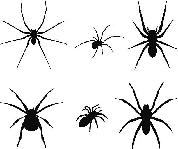 Vector illustration of spiders silhouette