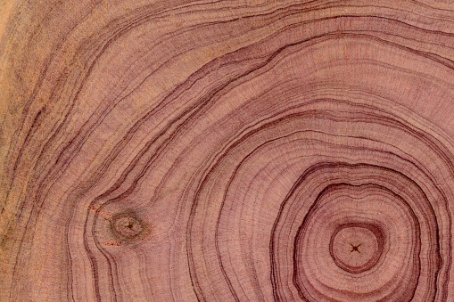 The wood is red and brown color with layers and lines like a rose petal. The pattern concentric orifice is type. High angle view of a flat textured wooden board backgrounds. It has a beautiful nature and abstract decorative design. A close-up studio shooting shows details and lots of wood grain on the table. The surface of the table also appears rich wooden material on it, shows elegant and soft textured. Flat lay style. Its high-resolution textured quality.